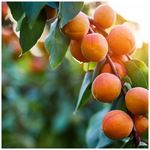 Apricot bergeron tree - apricot,