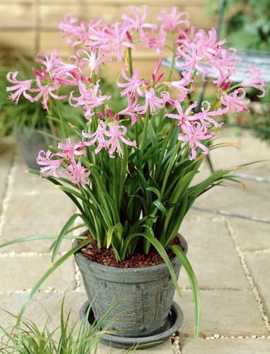 Nerine bowdenii bulbs - nerine,