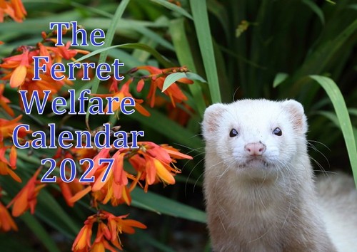 Ferret charity wall - wall, calendar