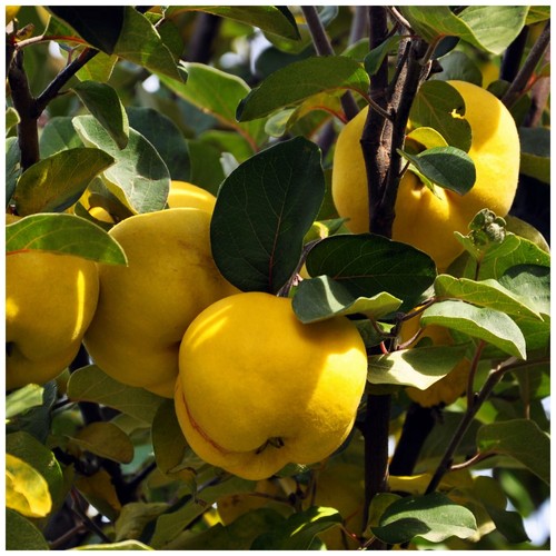 Quince tree champion 5ft - champion, 4-5ft