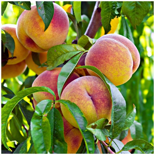 Peregrine peach tree 4 5ft - peach, 4-5ft